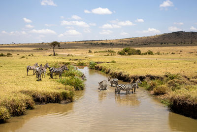 A group of zebras drinking water from a river under the blue sky in kenya, africa