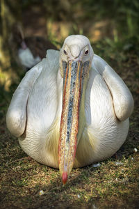 Close-up of a bird