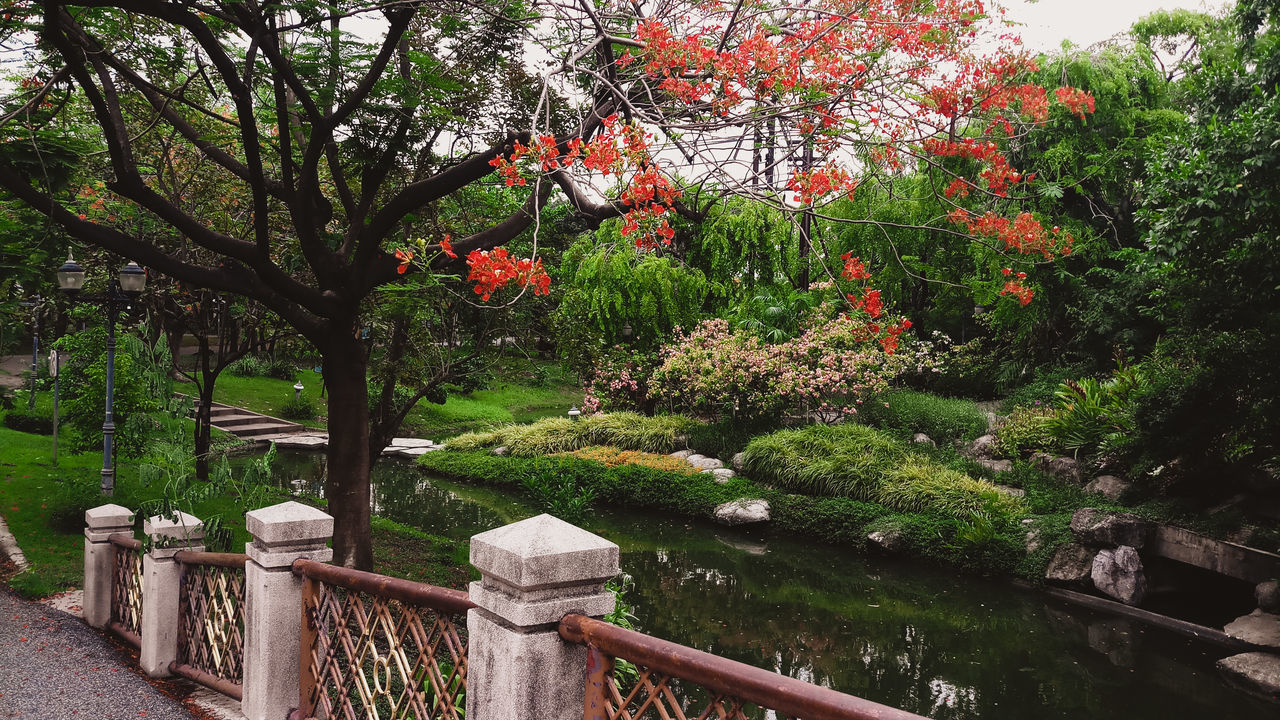 TREES IN PARK