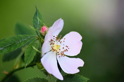 Close-up of white flower