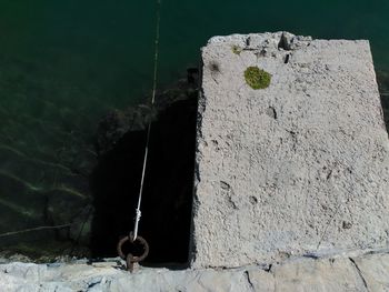 Close-up of horse on rock