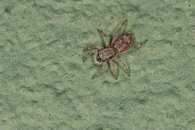 High angle view of spider
