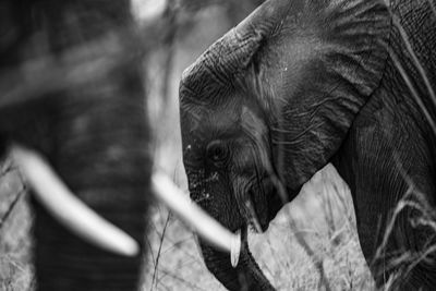 Close-up of elephant