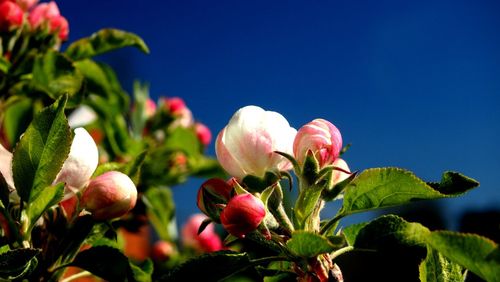 Close-up of pink flower blooming in park