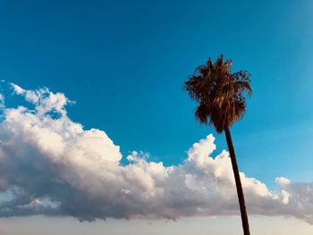 Low angle view of coconut palm tree against blue sky