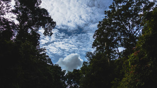 Low angle view of silhouette trees against sky