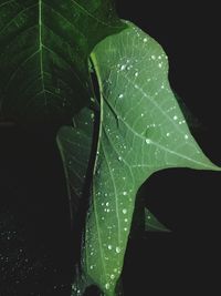 leaf