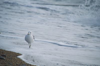 Seagull perching on shore