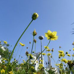 Low angle view of flowers against clear blue sky