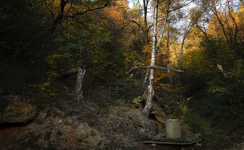 Trees in forest during autumn