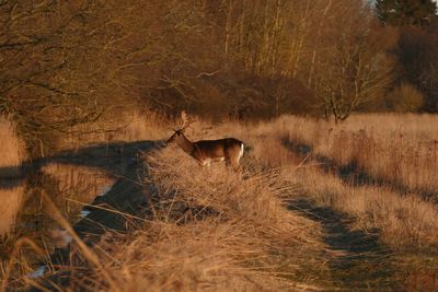 Deer in the forest