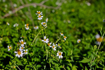 Close-up of butterfly pollinating flowers