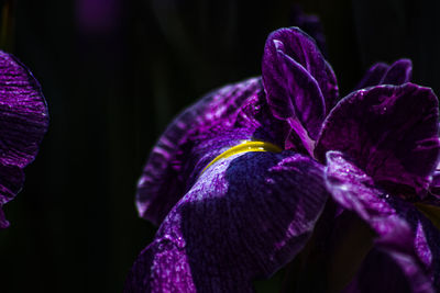 Close-up of purple iris