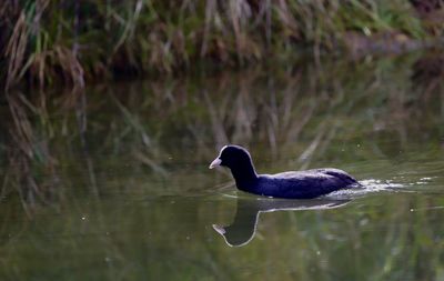 Duck swimming in lake