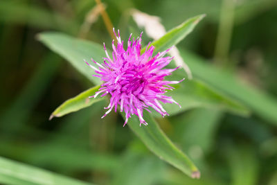 Close-up of purple flower blooming outdoors