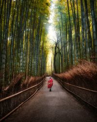 Road amidst trees in forest