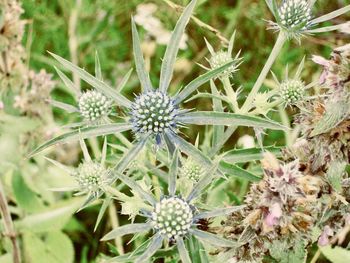 Close-up of flowers blooming outdoors