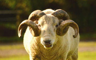 Close-up portrait of a sheep on field