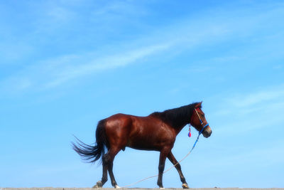 Horse standing against blue sky