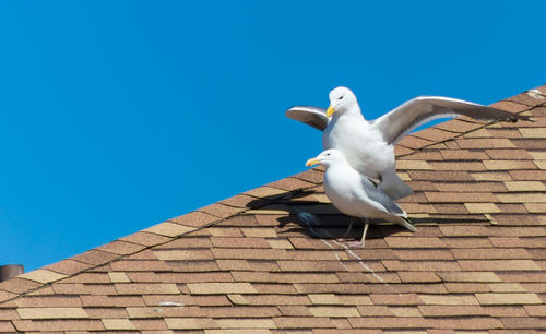 Seagulls on roof against clear blue sky