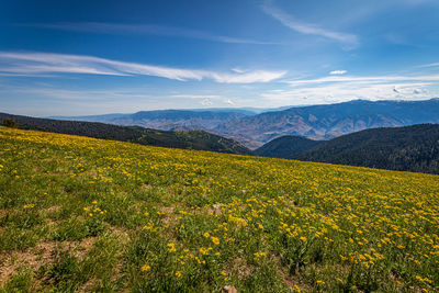 Scenic view of landscape against sky