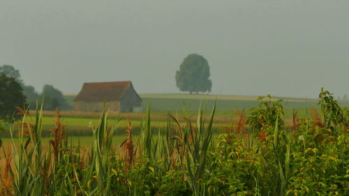 Plants growing on field against sky