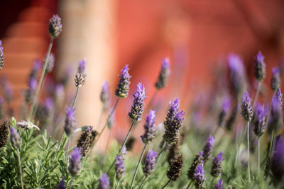 Close-up of lavender flowers