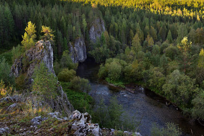 Scenic view of waterfall in forest