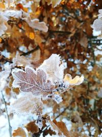 Close-up of frozen plant during winter