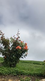 Tree on field against sky