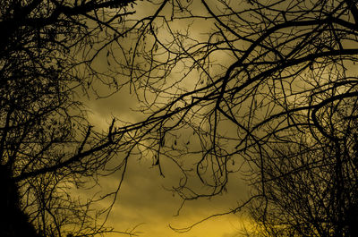 Low angle view of silhouette tree against sky