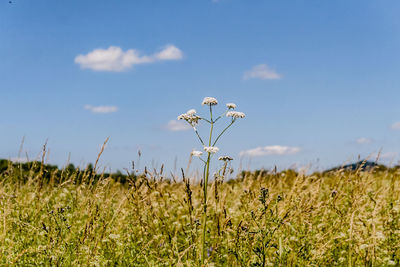 Close-up of flowering plants on field against sky