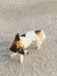 High angle view of dog