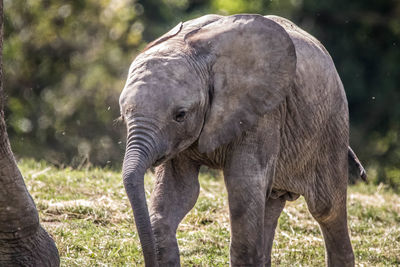 Elephant in a field