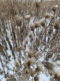 Close-up of snow covered tree