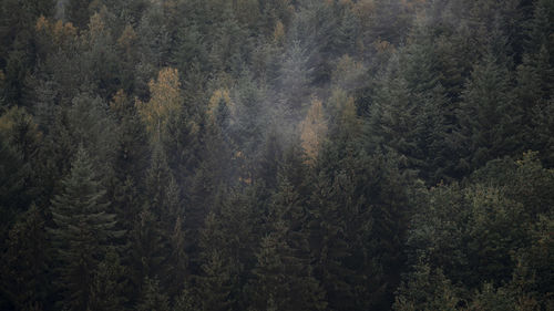 Pine trees in forest