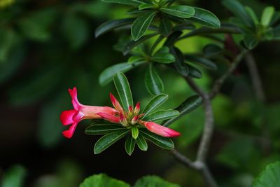 Close-up of pink flowering plant