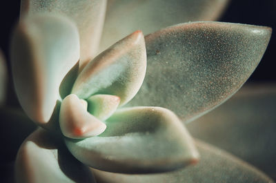 Close-up of succulent plant