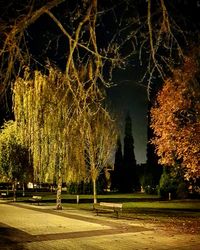 Bare trees in park at night