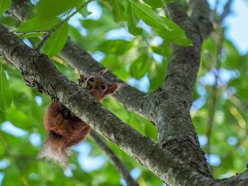 Low angle view of squirrel on tree