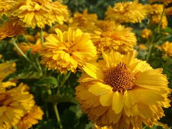 Close-up of yellow flower