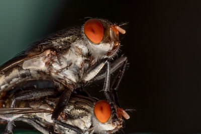 Close-up of a bird over black background