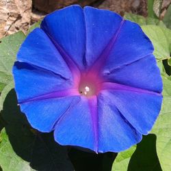 Close-up of blue flower blooming outdoors