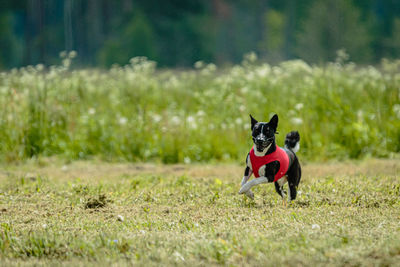 Basenji dog in red shirt running and chasing lure in the field on coursing competition