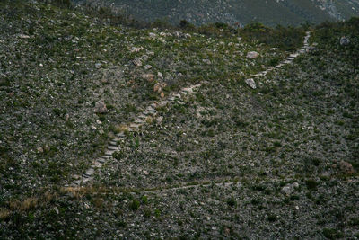 Full frame shot of leaf