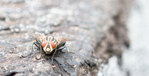 Close-up of fly