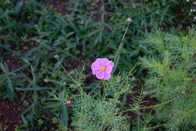High angle view of purple flowering plant on field
