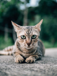 Close-up portrait of a cat