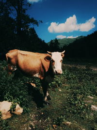 Mountain landscape with a cow in the foreground