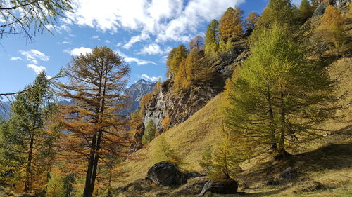 Pine trees on landscape against sky